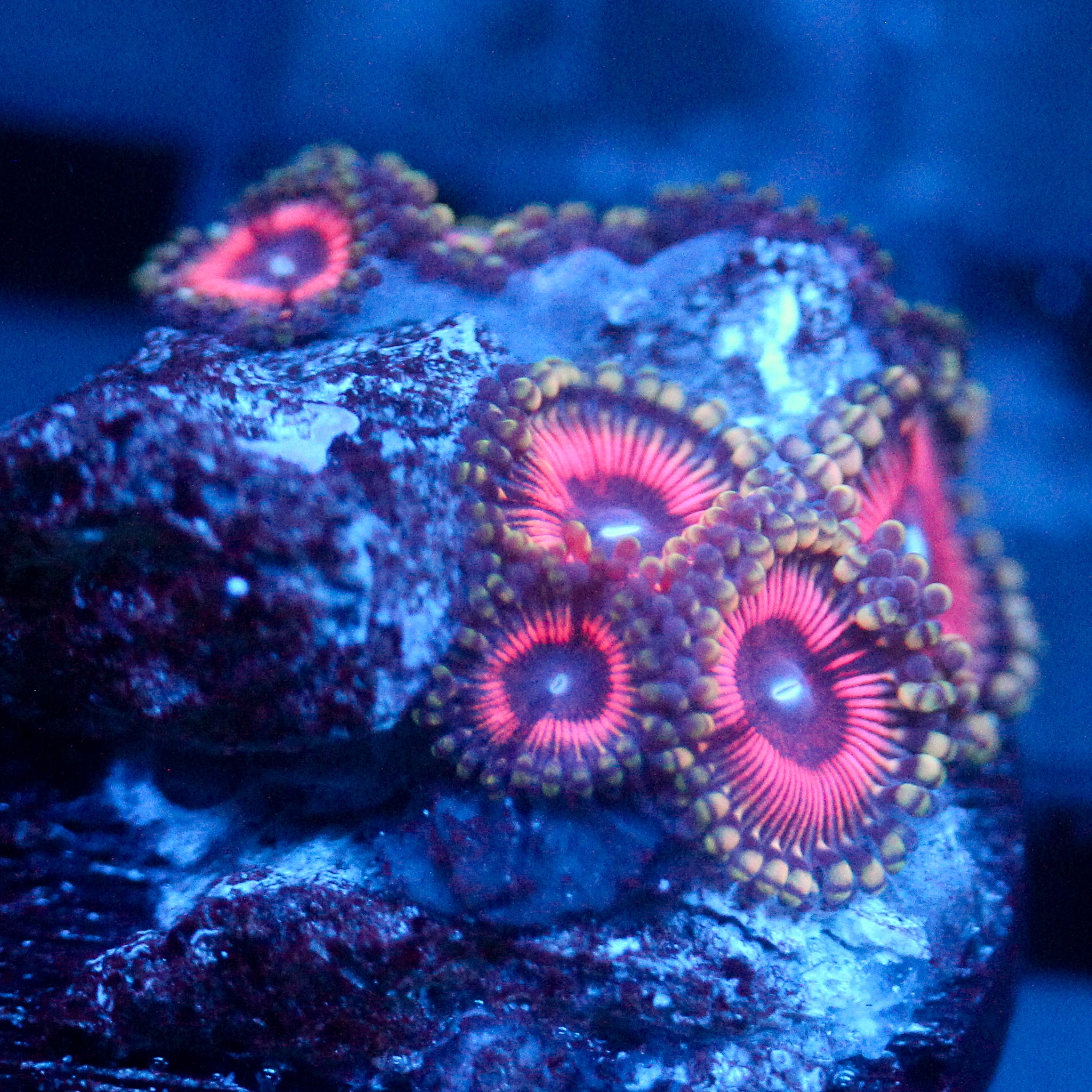 JC Terrorizer Zoanthid