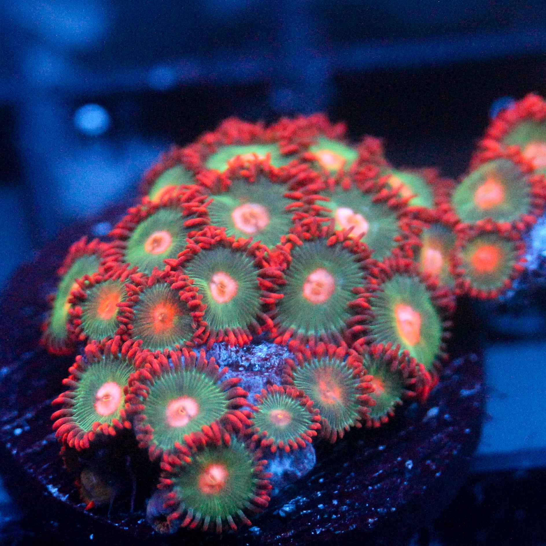 JC Gatorade Zoanthids