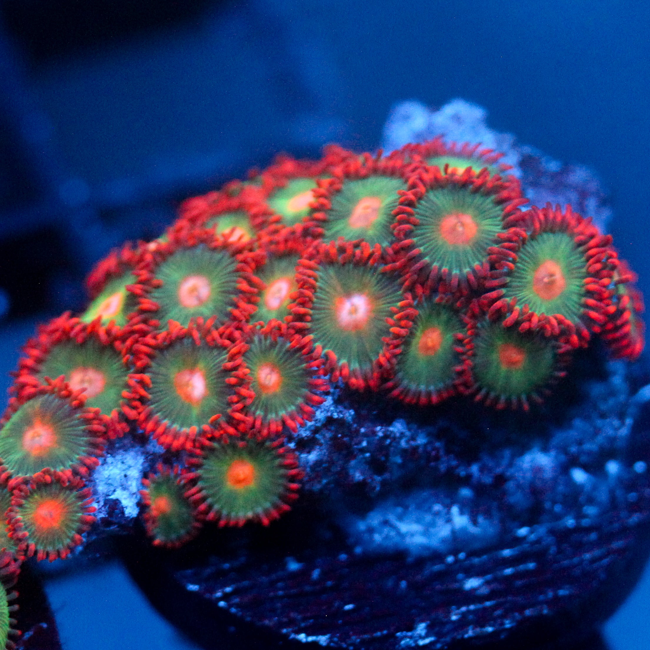JC Gatorade Zoanthids