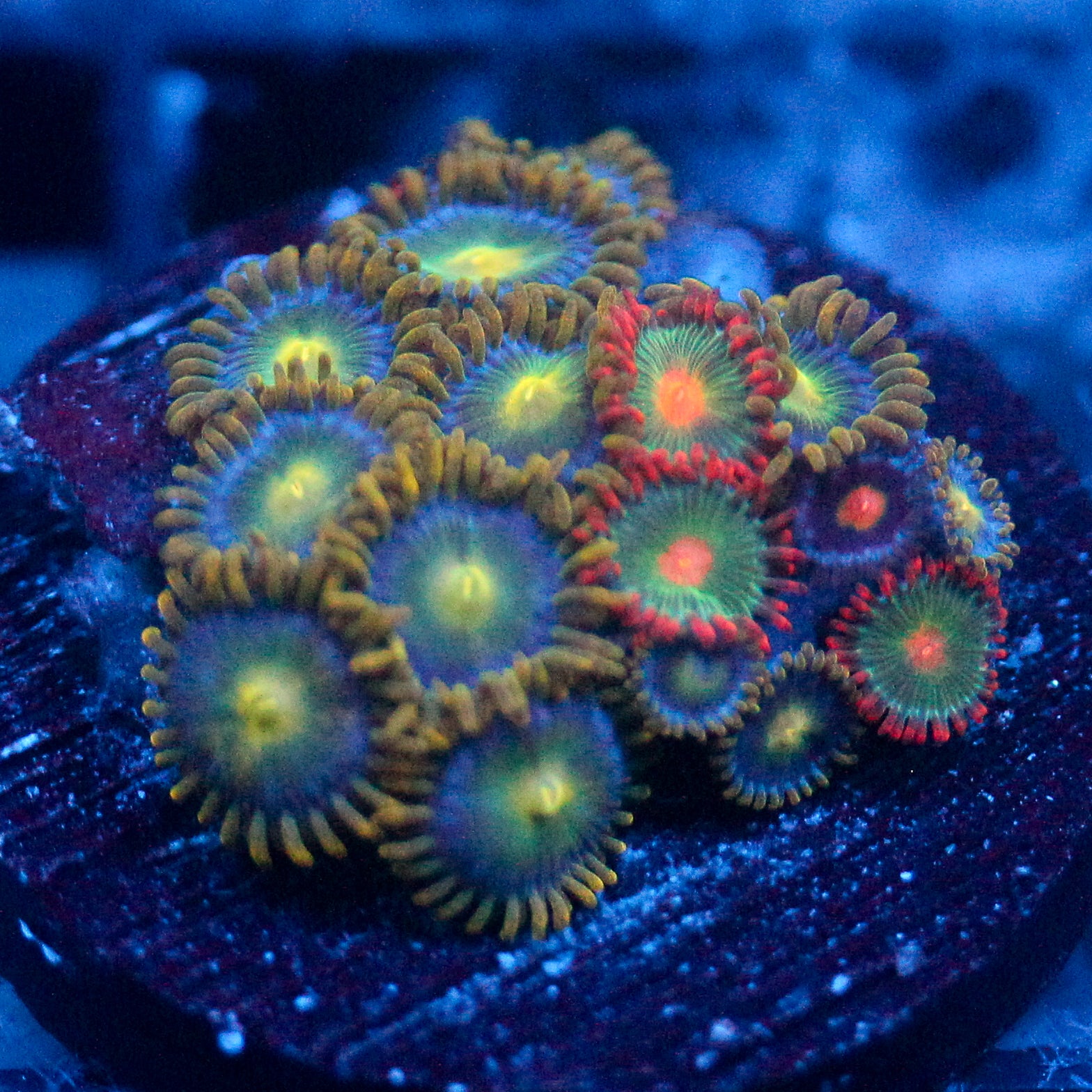 JC Saturn Zoanthid mix