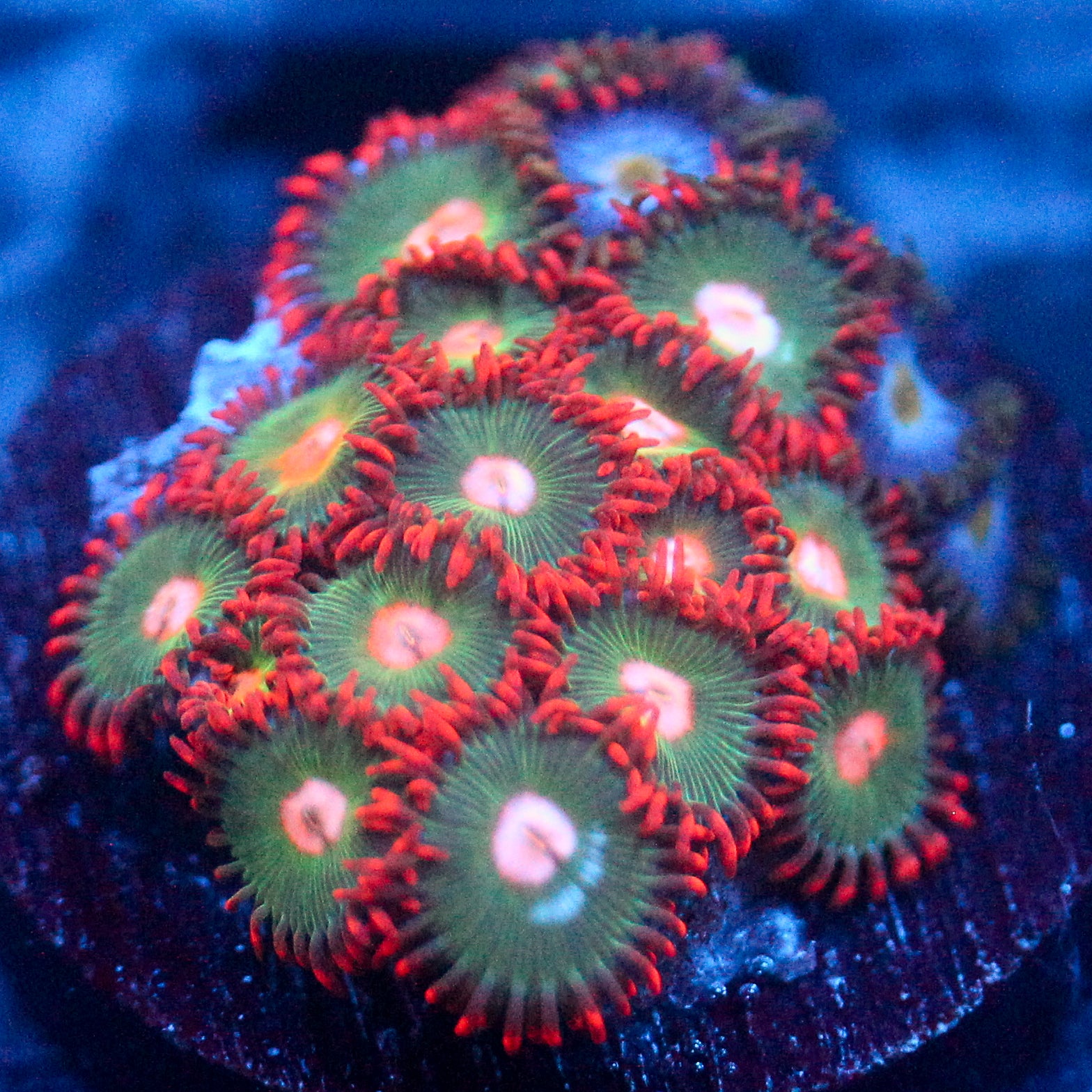 JC Gatorade Zoanthids Mix