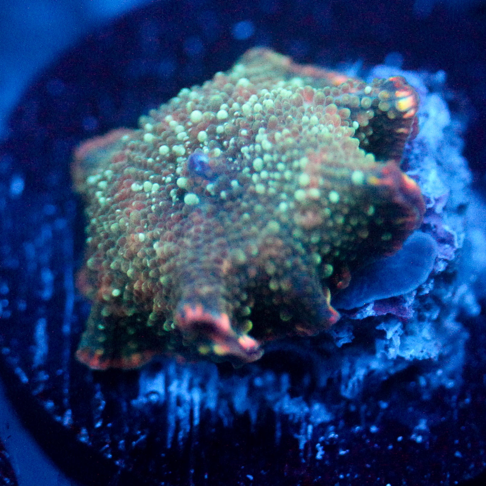 JC Blue Stella Discosoma