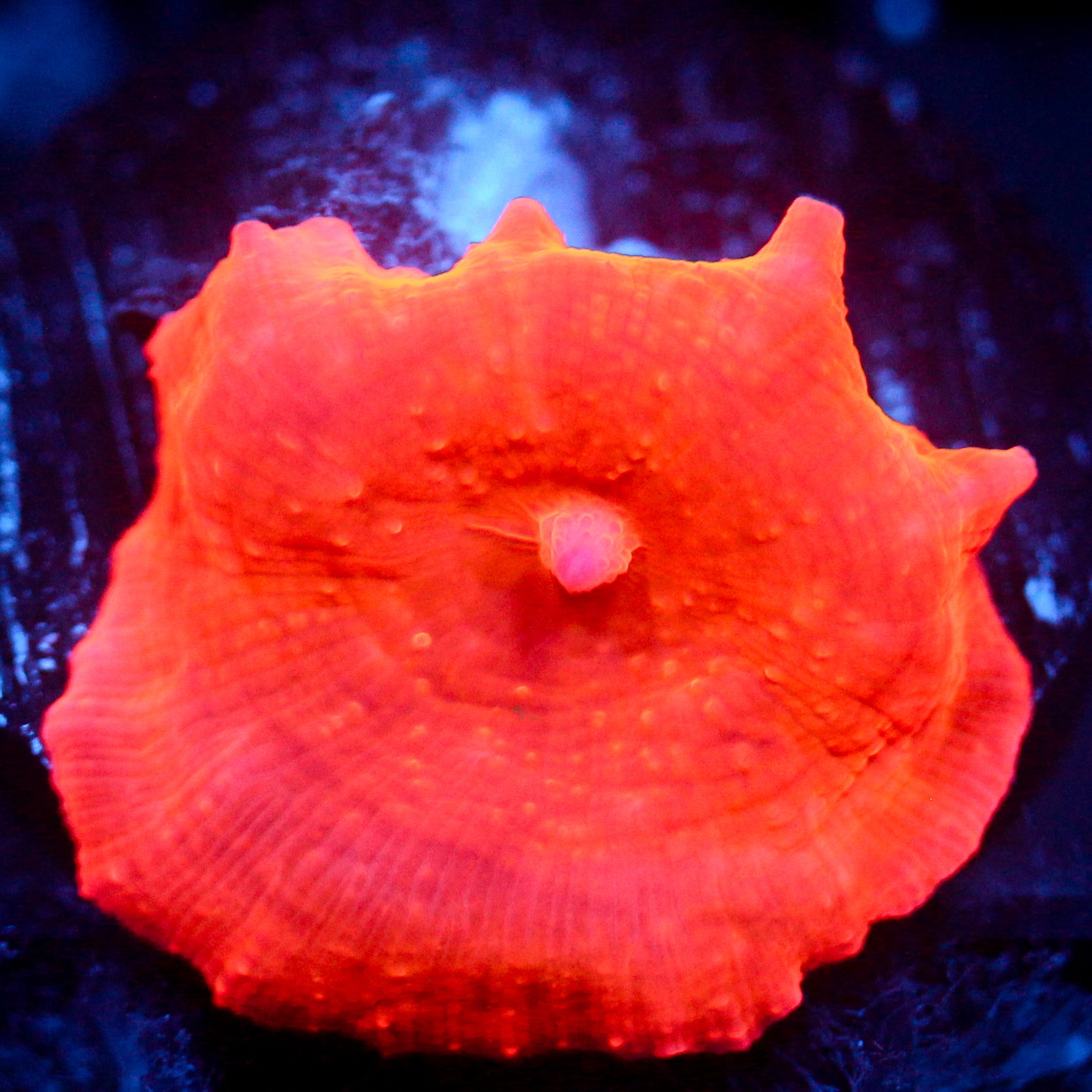 JC Iron Man Discosoma