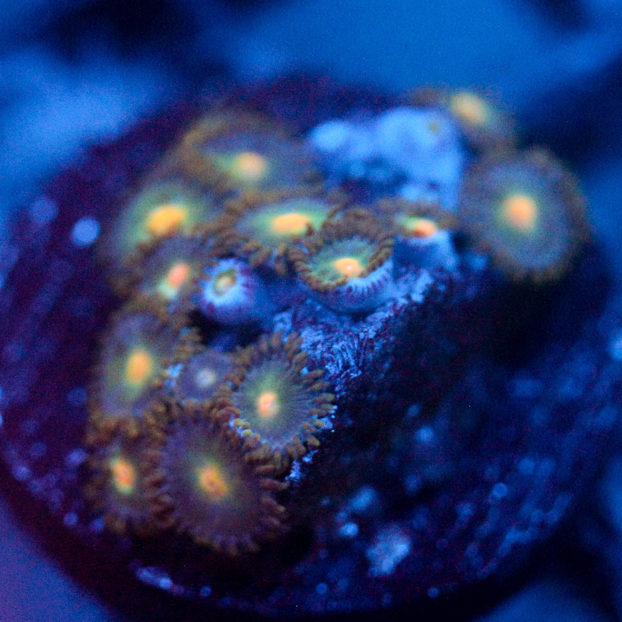 JC Birthstone Zoanthid