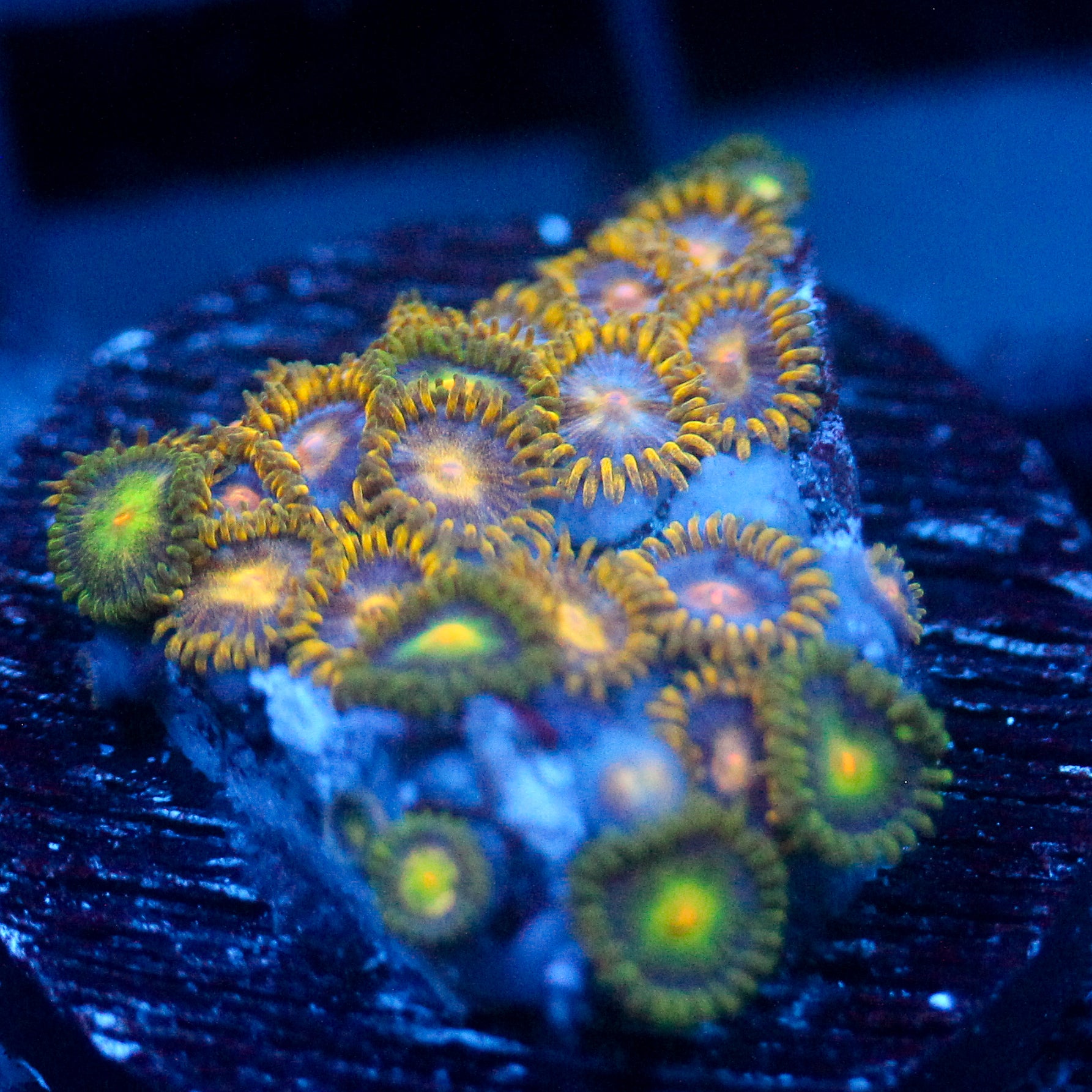JC Zoa Garden Seed