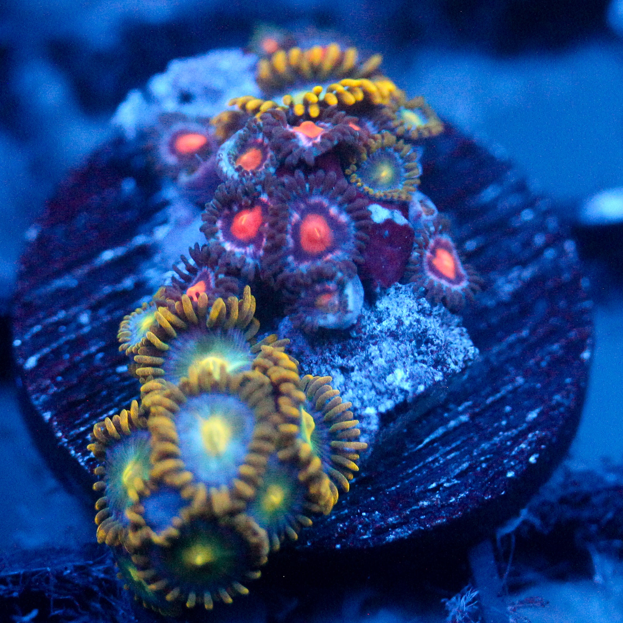 JC Saturn Zoanthid mix