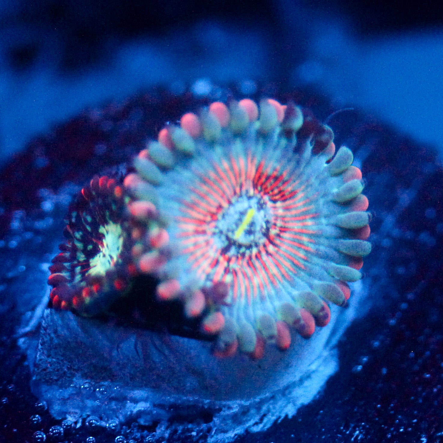 JC White Zombie Zoanthid