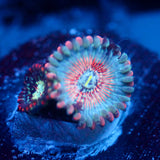 JC White Zombie Zoanthid