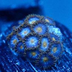 JC Blue Beast Zoanthid