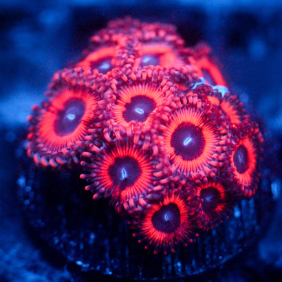 JC Pink Insanity Zoanthid