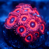 JC Pink Insanity Zoanthid