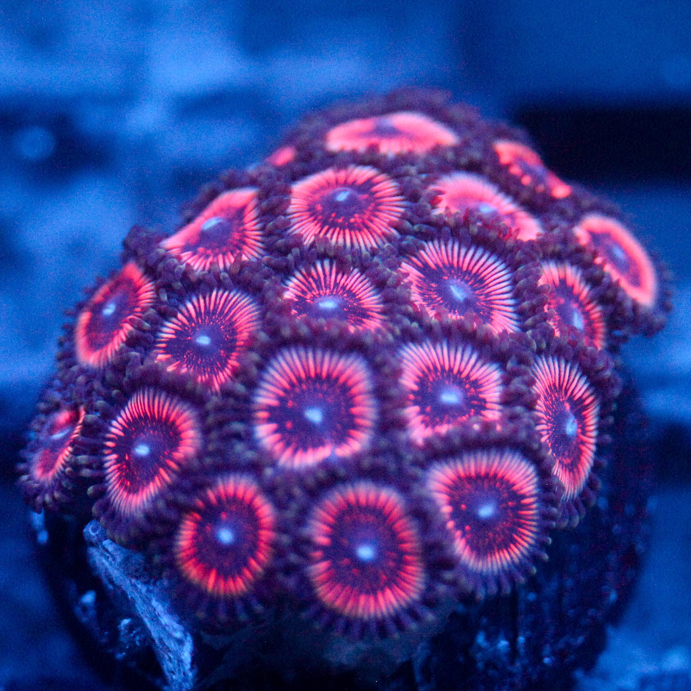 JC Terrorizer Zoanthid