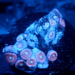 JC Peachy Zoanthid