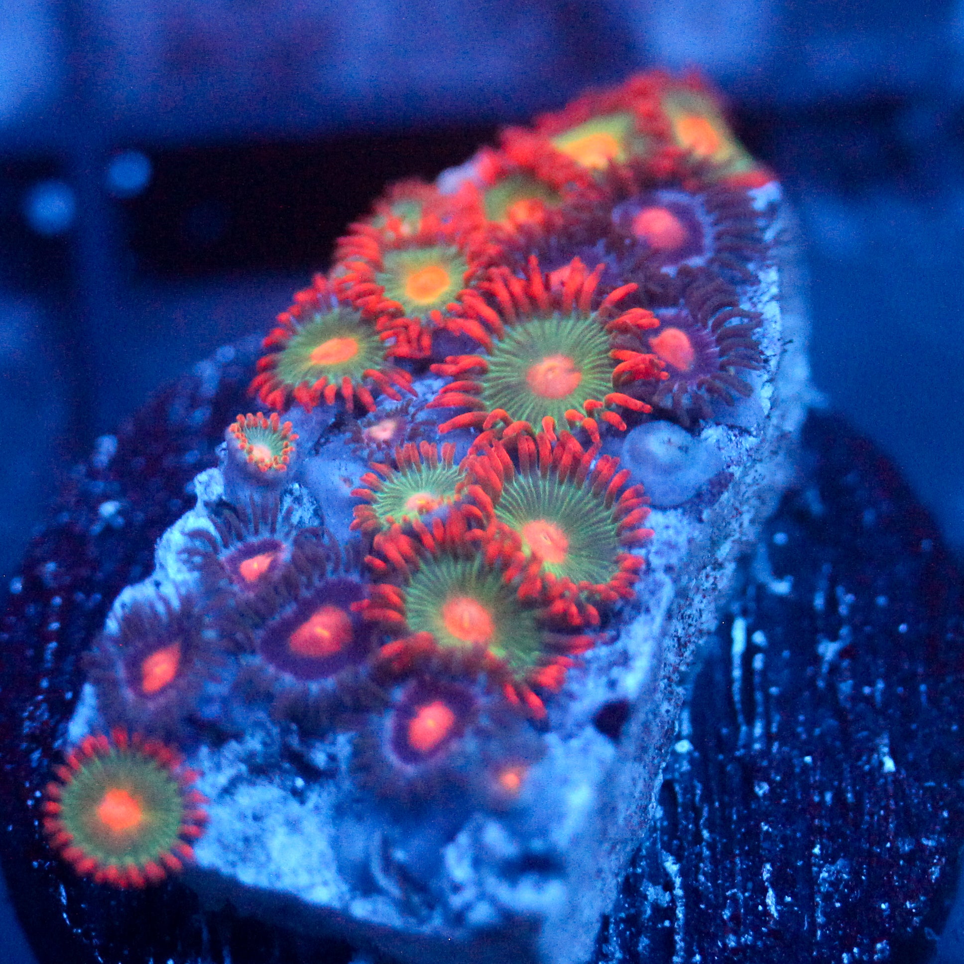 JC Zoa Garden Seed