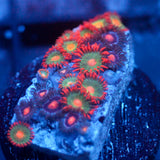 JC Zoa Garden Seed
