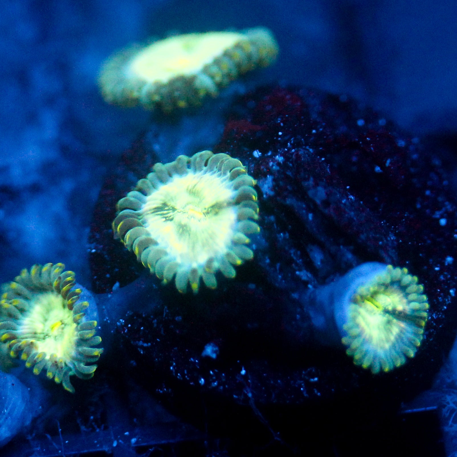 JC Hawaiian Ding Dang Zoanthid