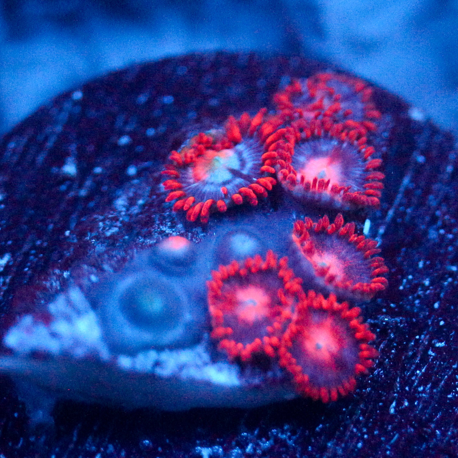 JC Edge of Reality Zoanthid
