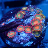 JC Zoa Garden Seed