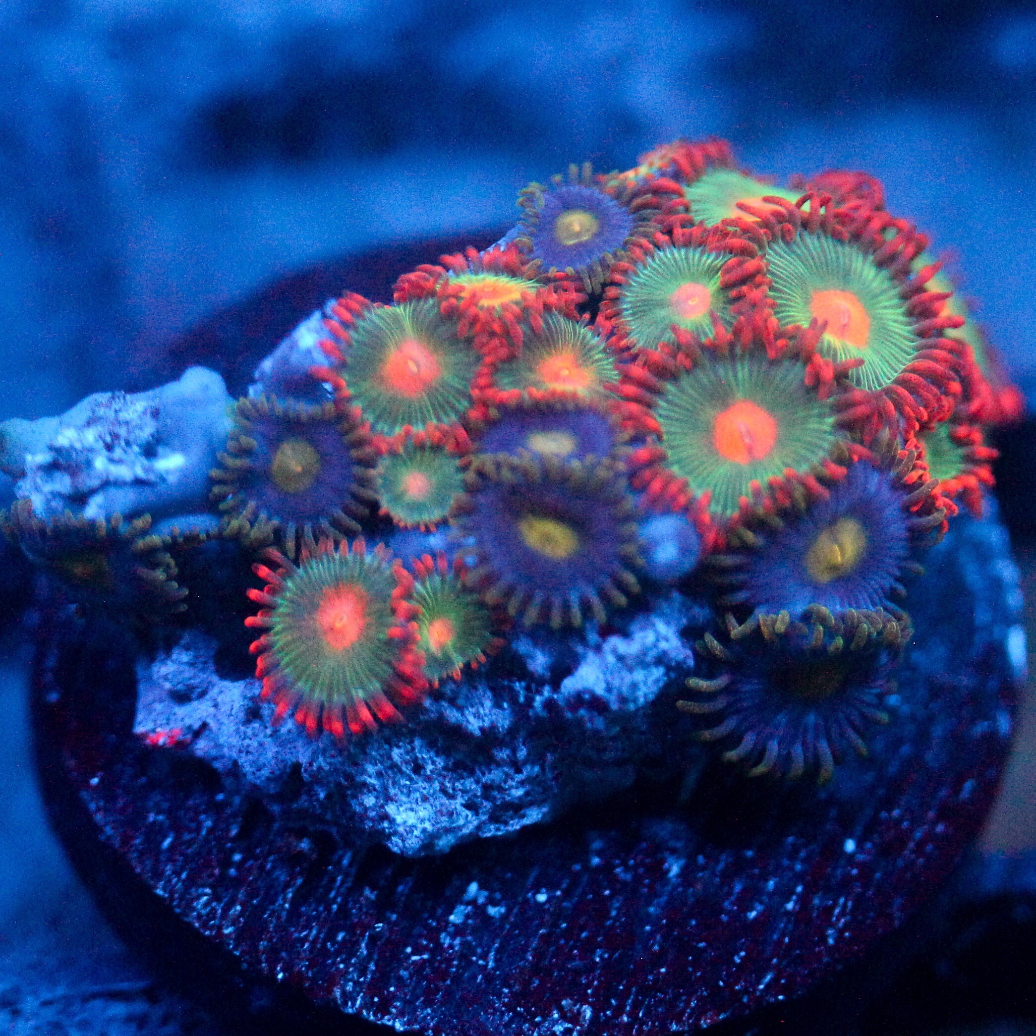 JC Gatorade Zoanthids Mix