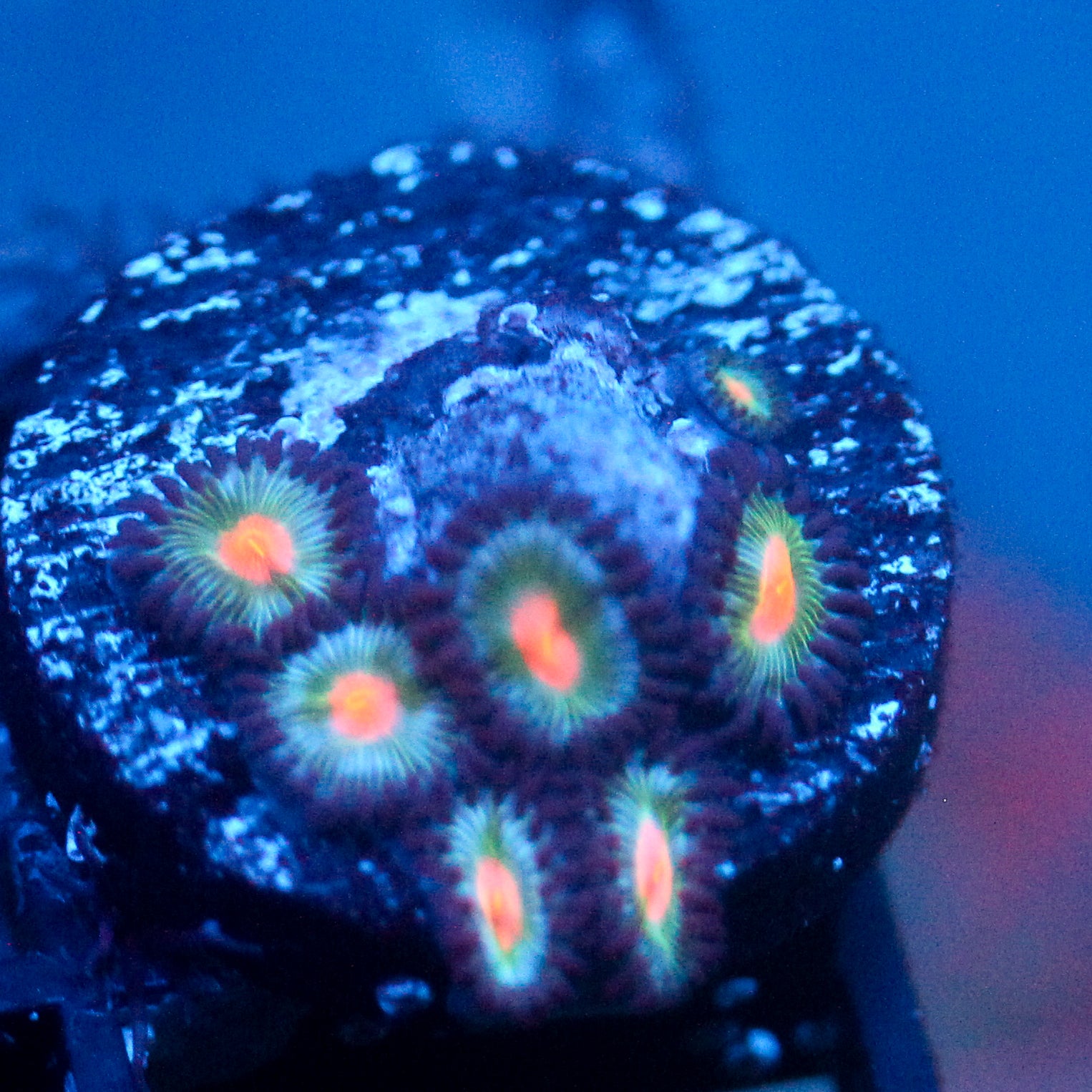 JC Blue Raven Zoanthid