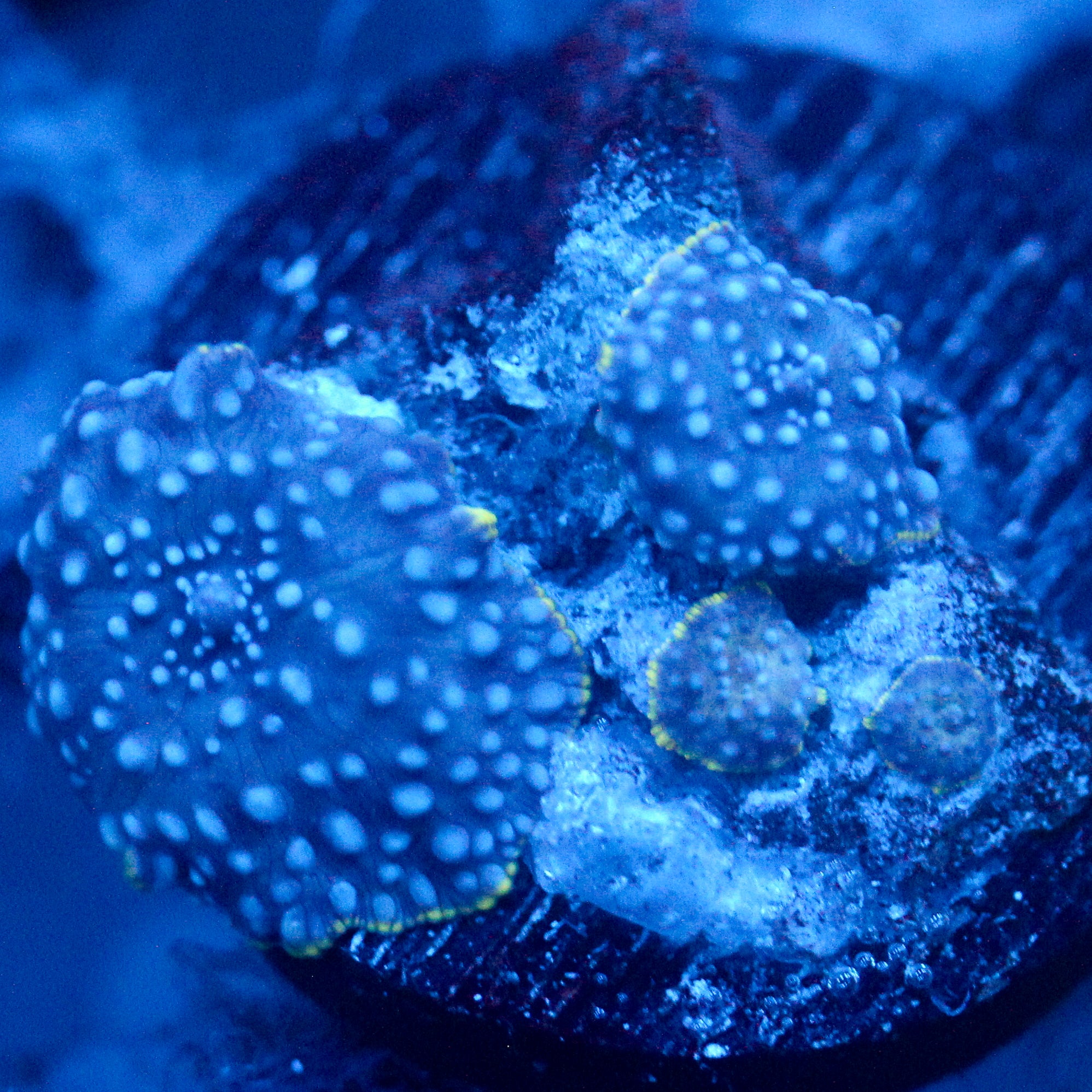JC Blue on Blue Discosoma
