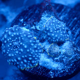 JC Blue on Blue Discosoma