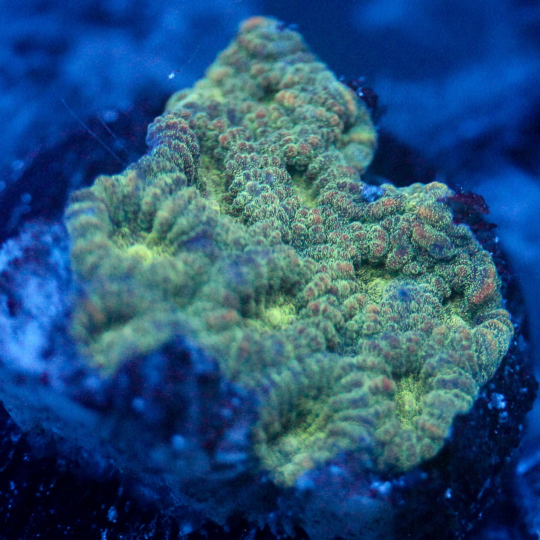JC Underbrush Favia
