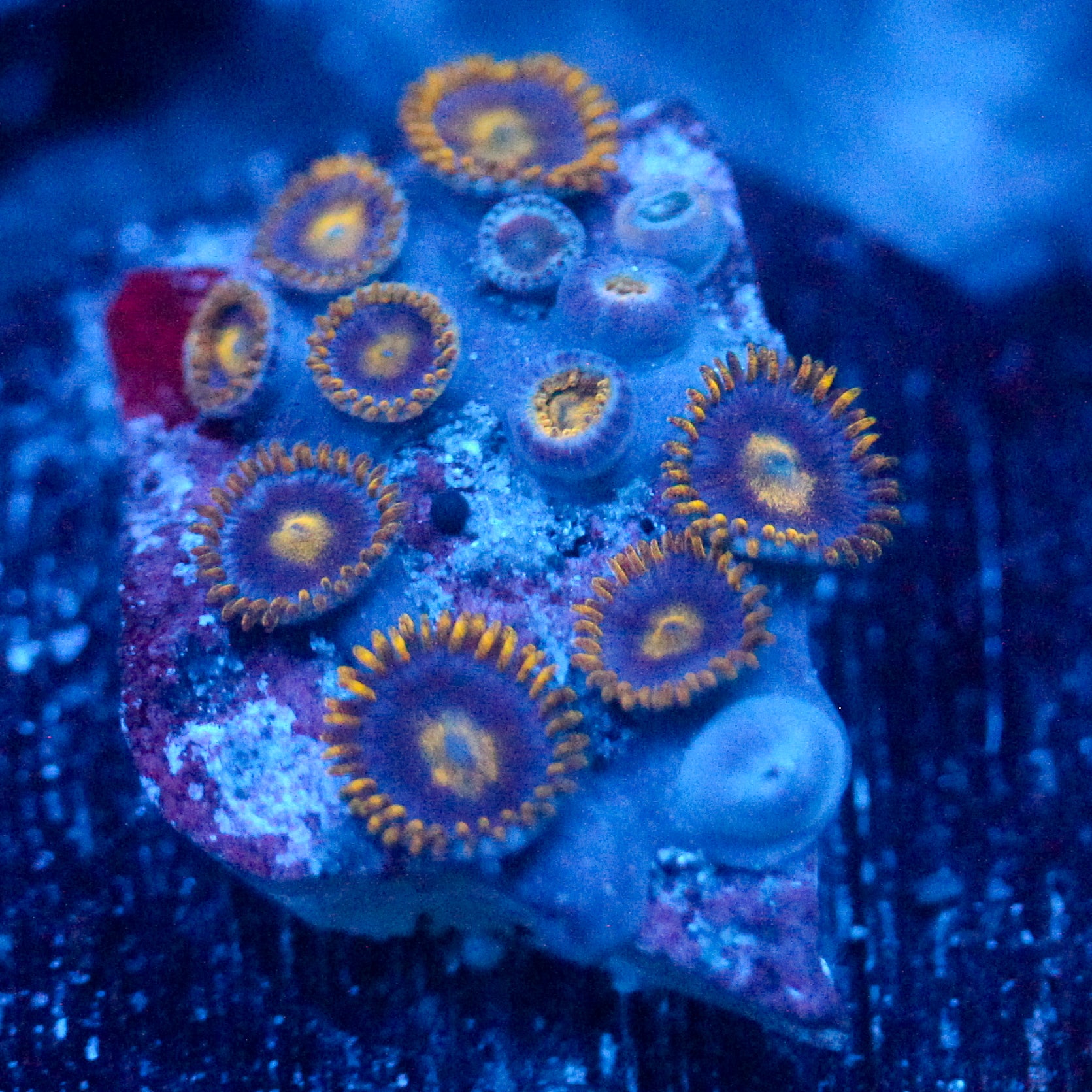 JC Gold Gobbler Zoanthid