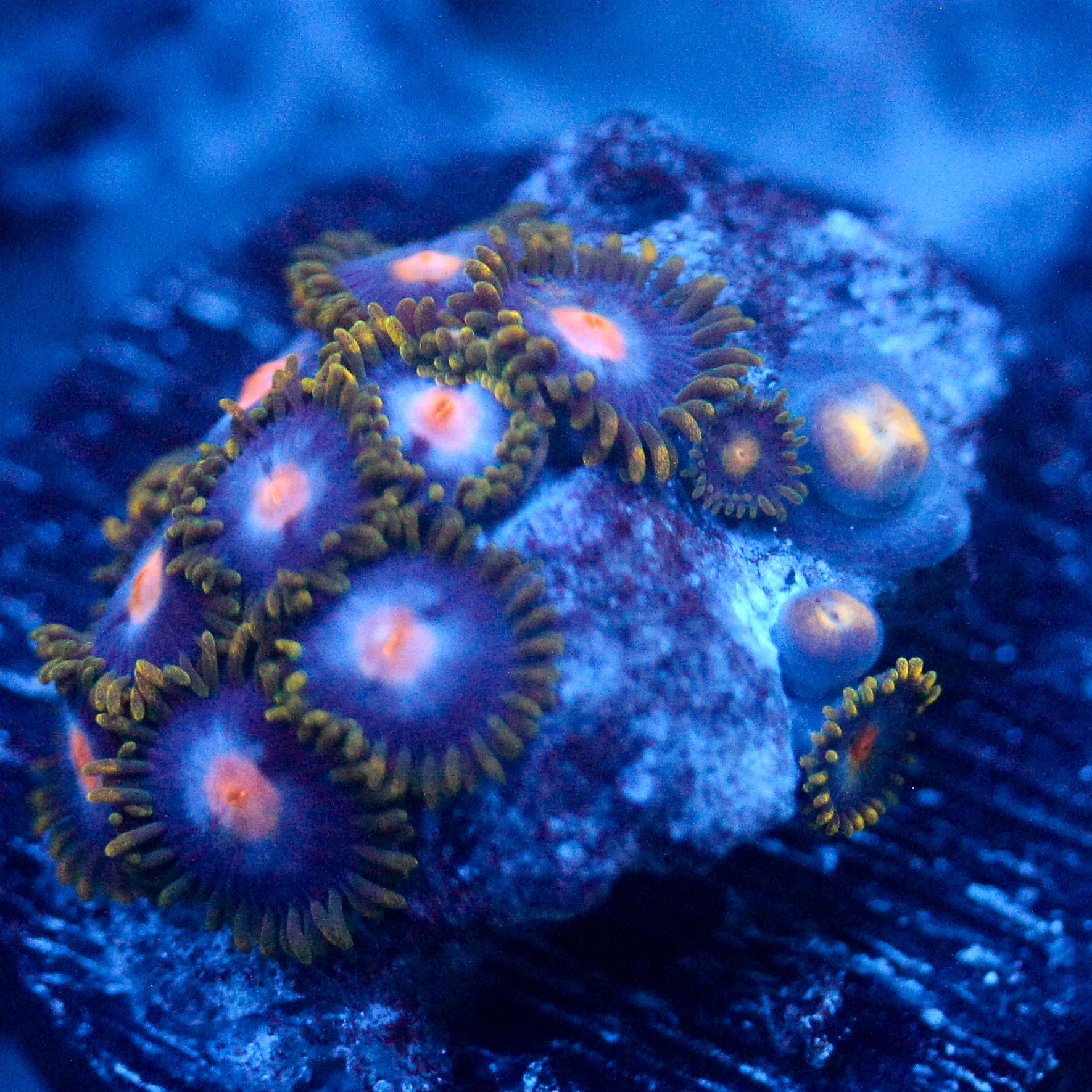 JC Blue Beast Zoanthid