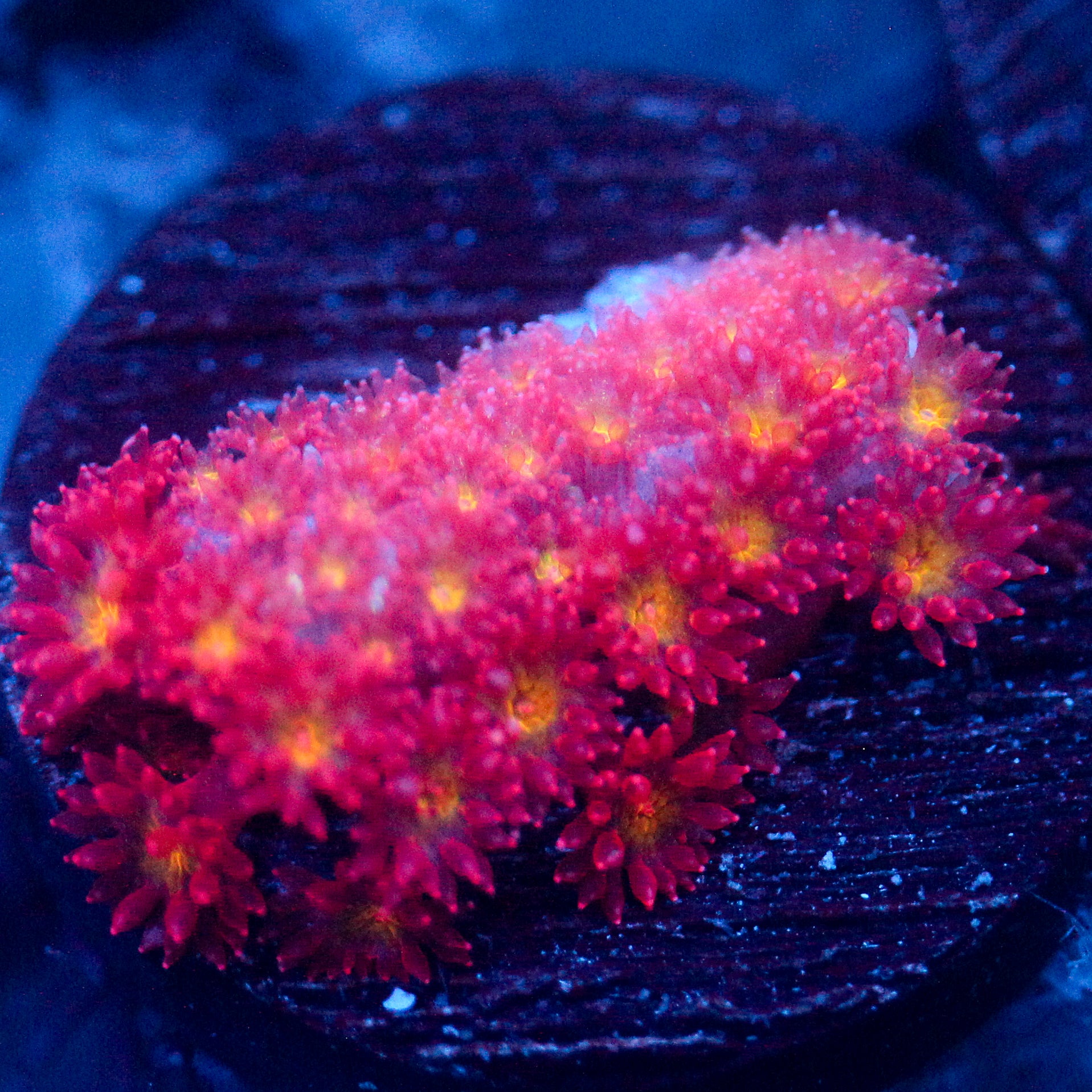 WWC Fruit Loopz Bernardpora
