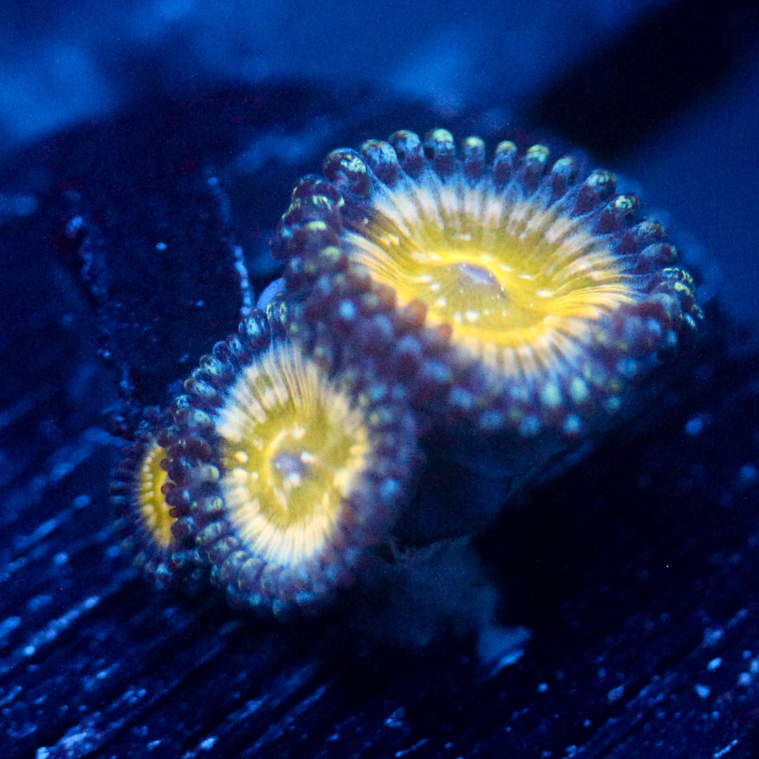 TSA Frozen Apples Zoanthid