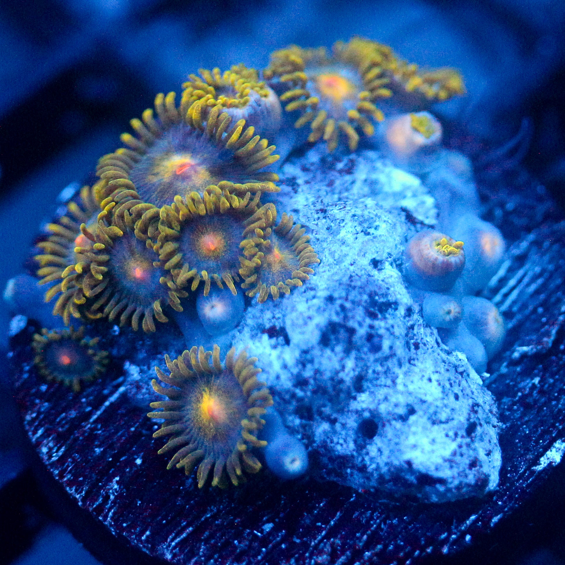 JC Gold Burn Zoanthid