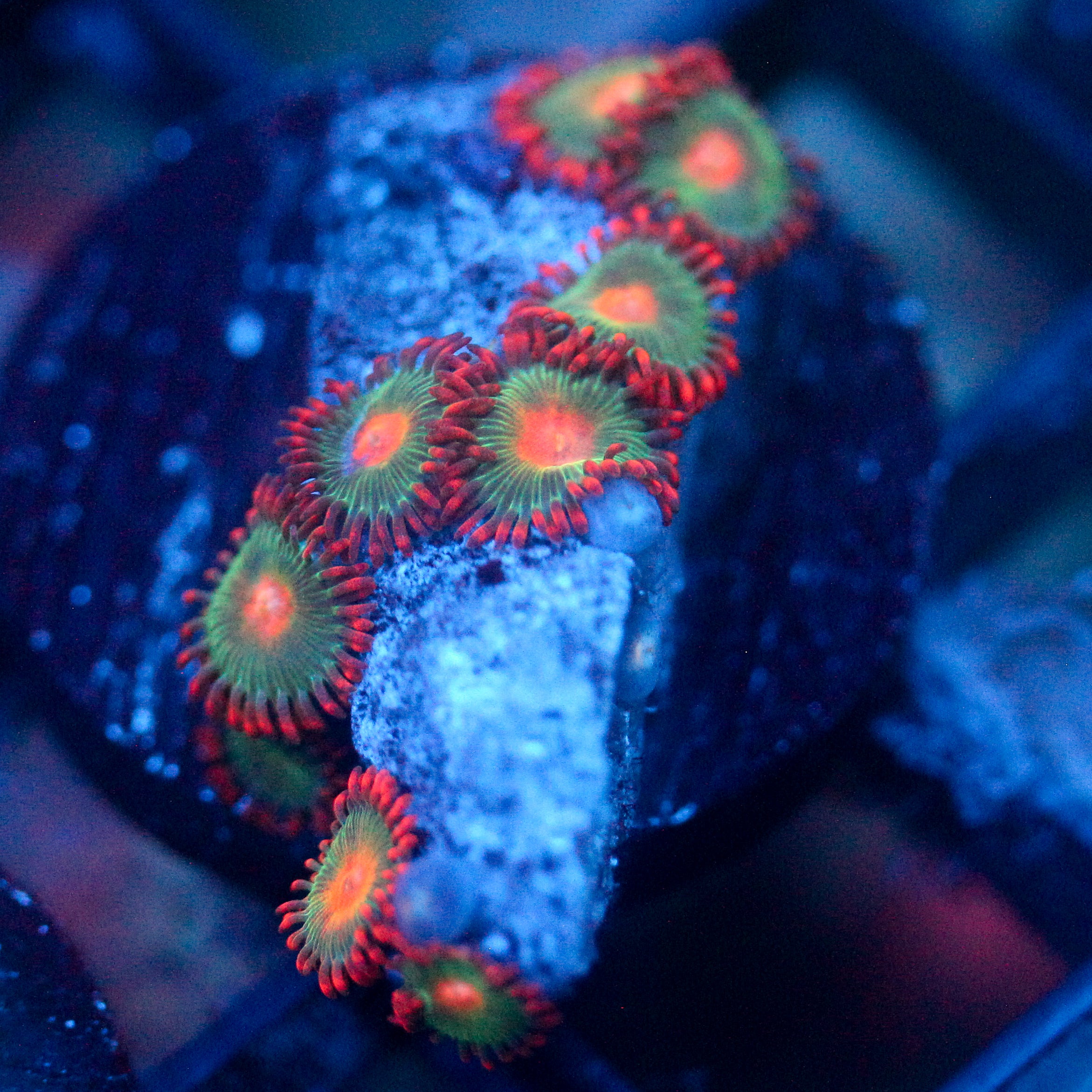 JC Gatorade Zoanthids