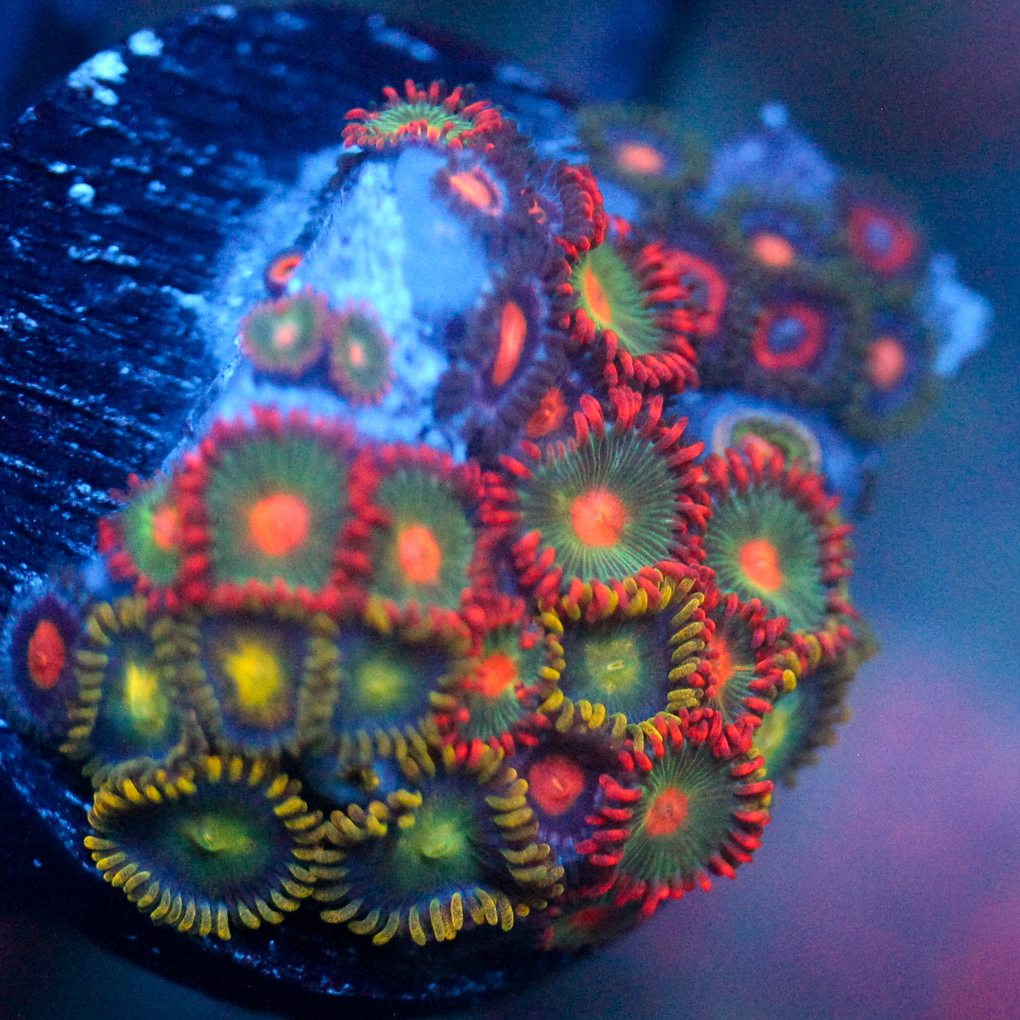 JC Zoa Garden Seed