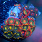 JC Zoa Garden Seed