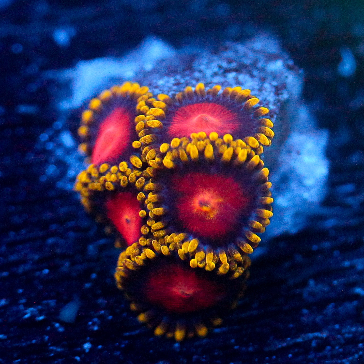 JC Yellow Brick Road Zoanthid