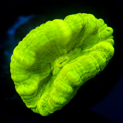JC Neon Green Trumpet