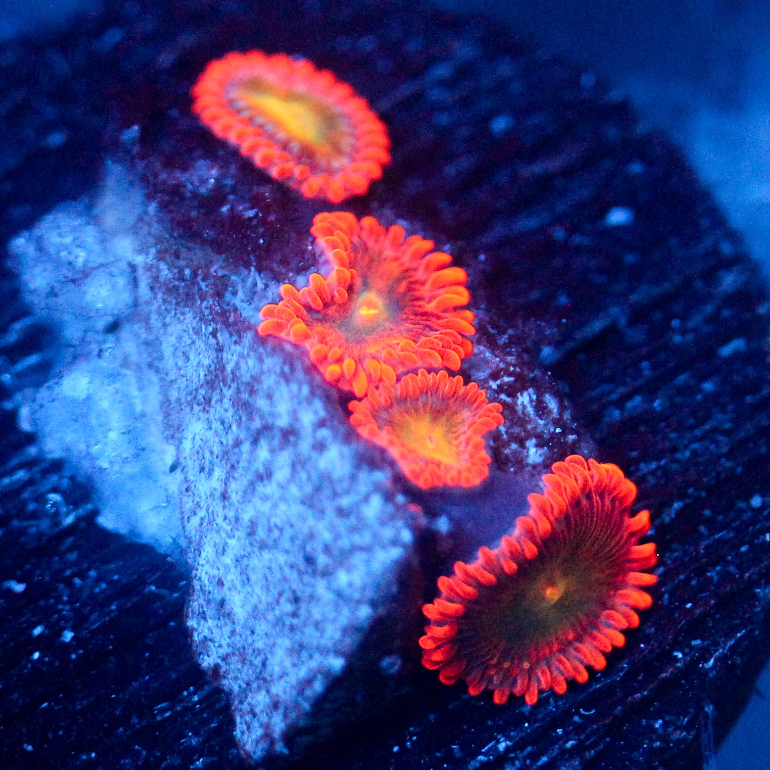 JC Unknown Calamity Zoanthid