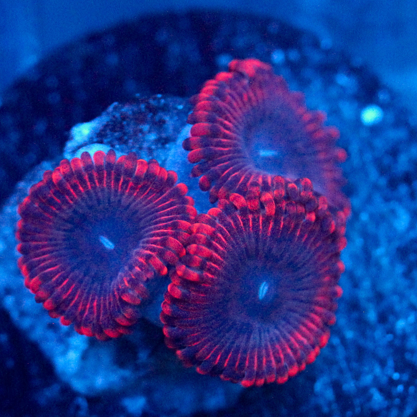 JC Typhloshion Zoanthid