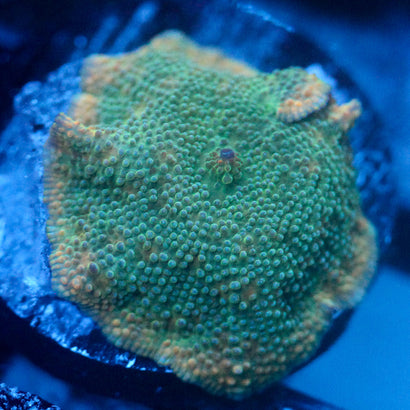 JC Orange Skirt Discosoma