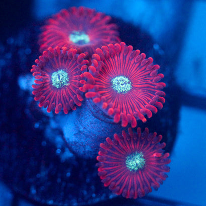 JC Magician's Zoanthid