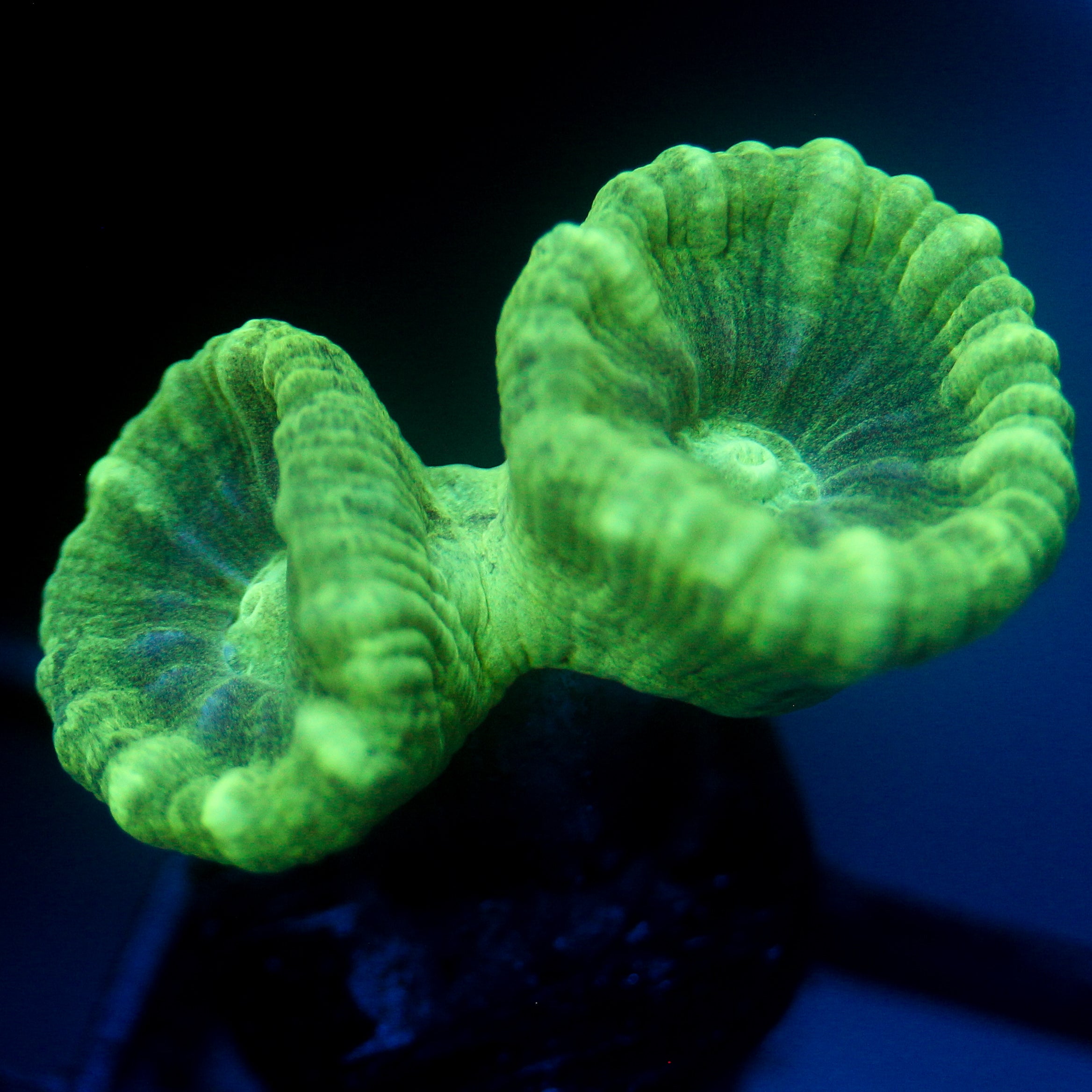 JC Neon Trumpet Coral