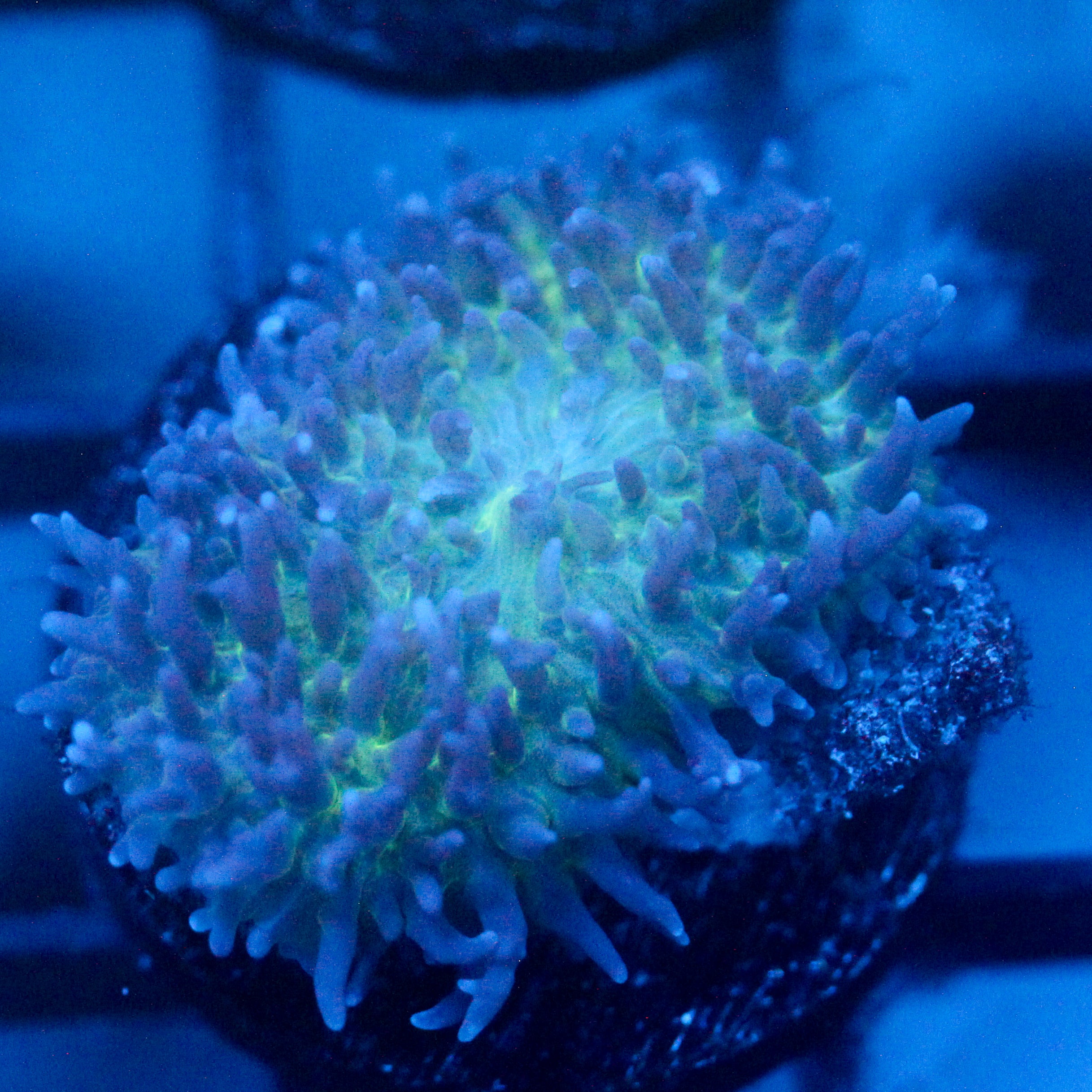 JC Fuzzy Mushroom