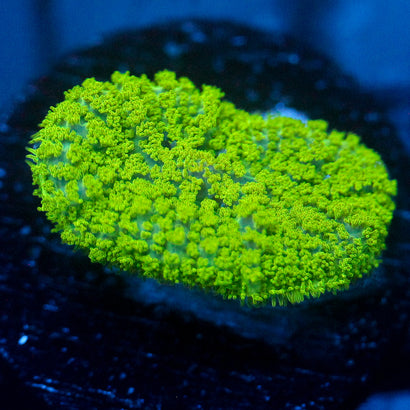 JC Neon Green Rhodactis