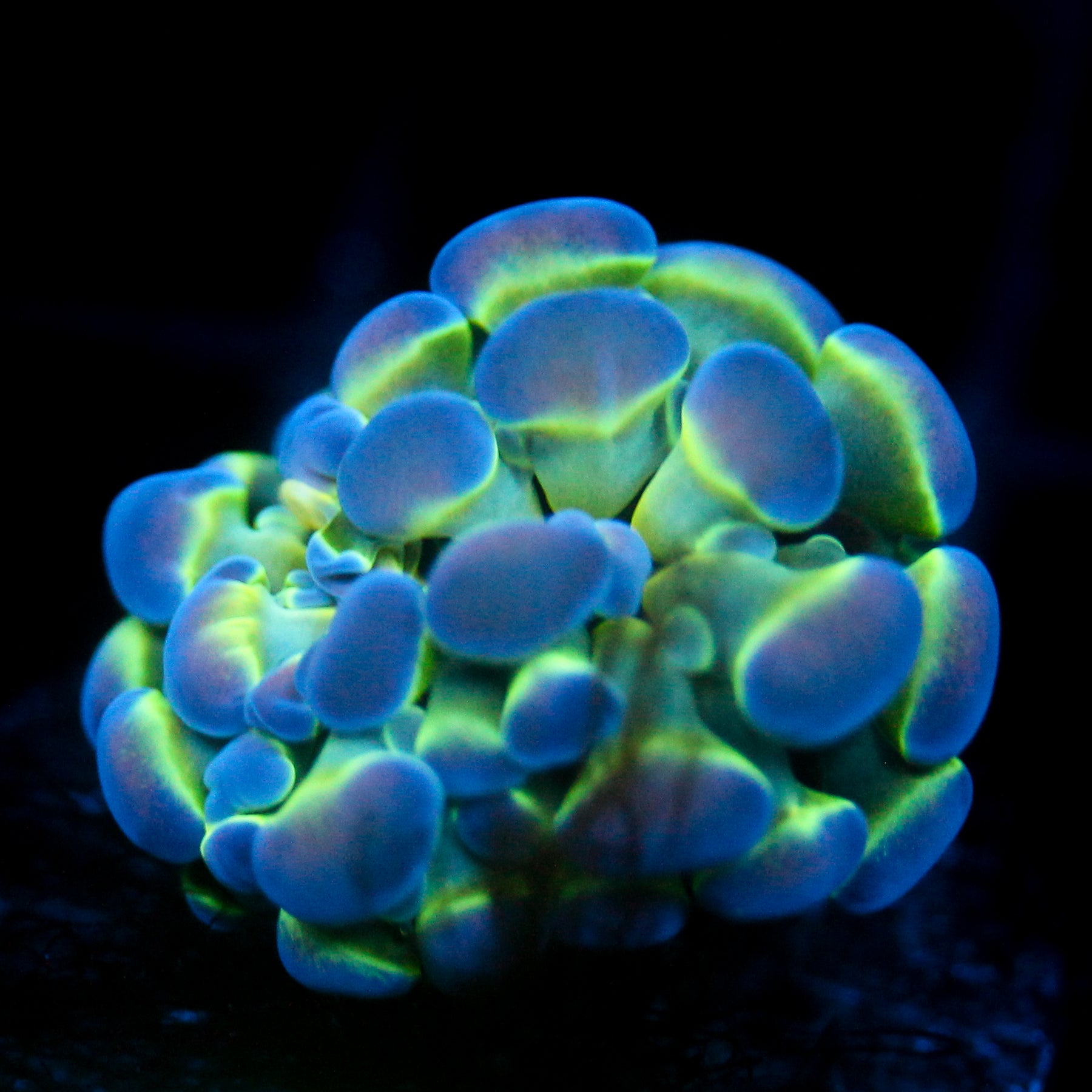 JC Hologram Hammer
