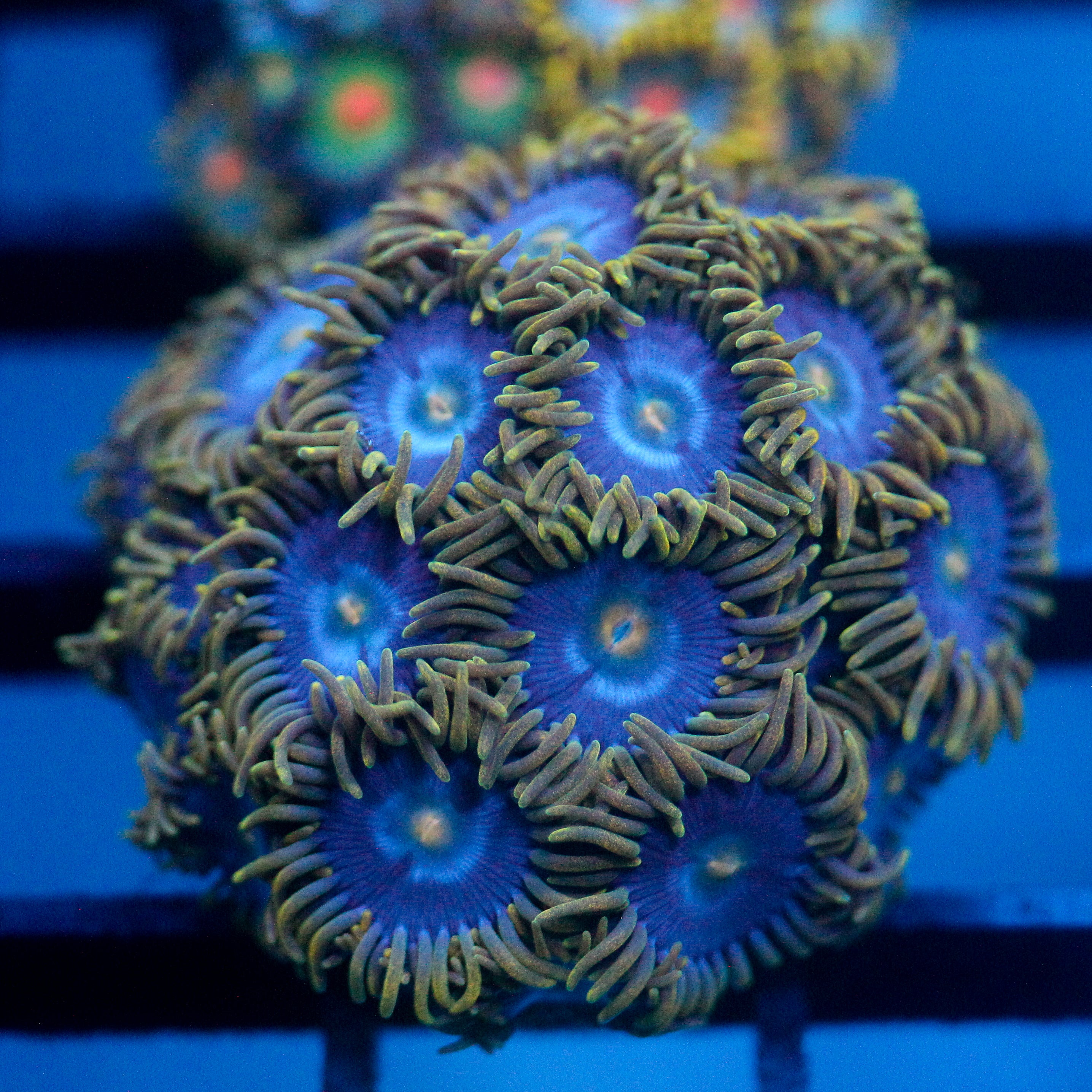 JC Gold Gobbler Zoanthid