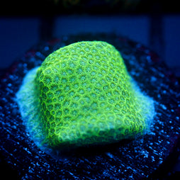JC Neon Green Porites