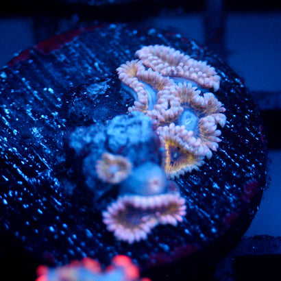 JC Permafrost Zoanthid