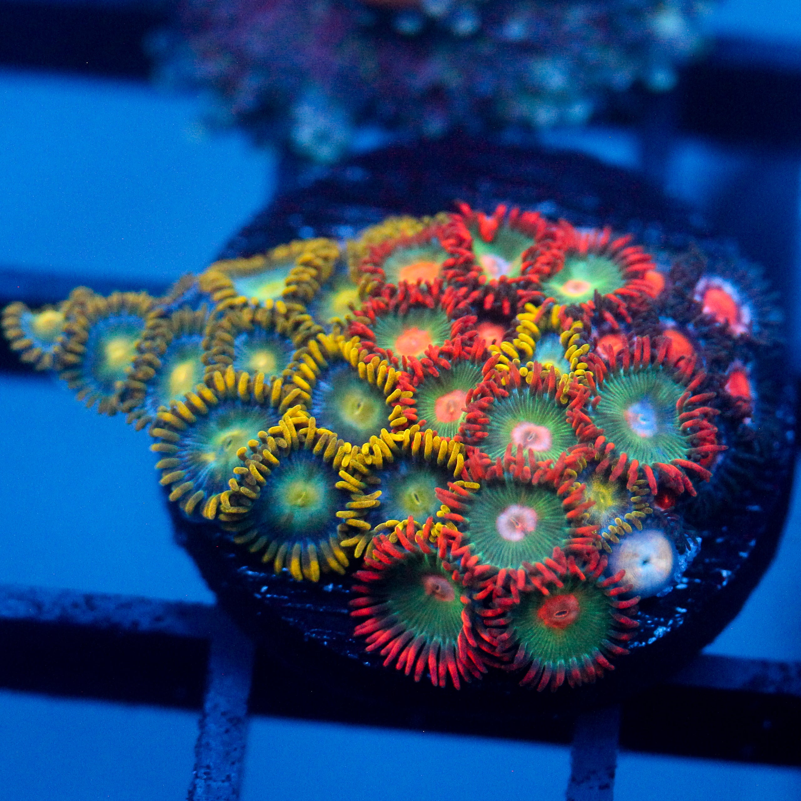 JC Zoa Garden Seed