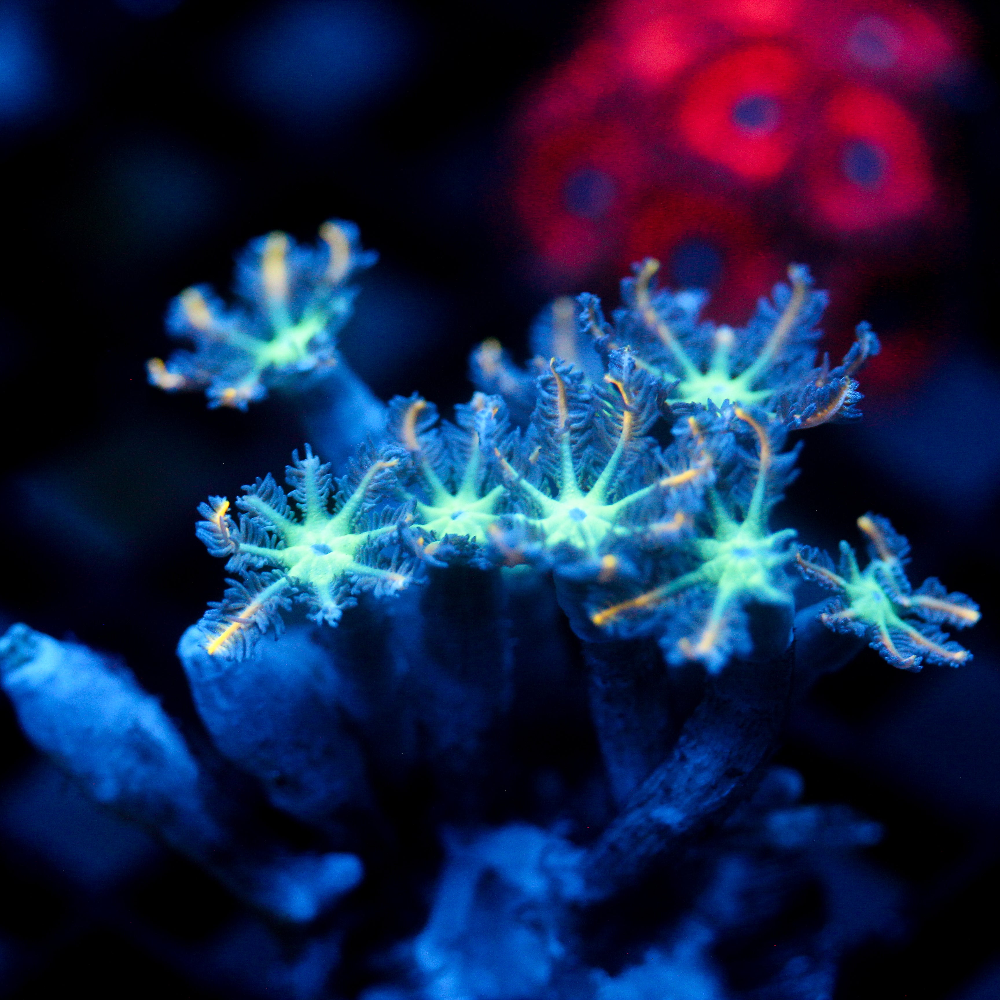 JC Orange Tip Clove Polyp